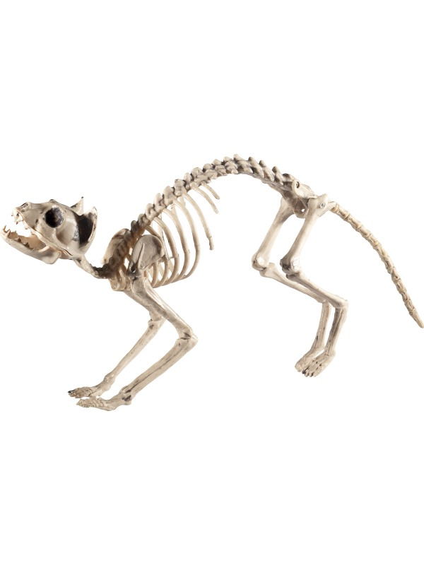 Skeleton kat halloween decoratie
